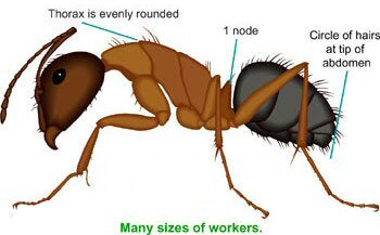Red Carpenter Ant